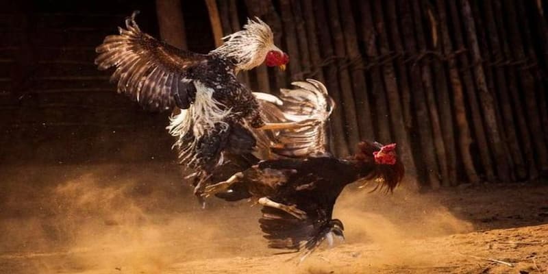 đá gà trực tuyến tại Biendo